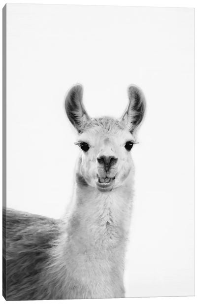 Happy Lama Canvas Art Print - Black & White Animal Art