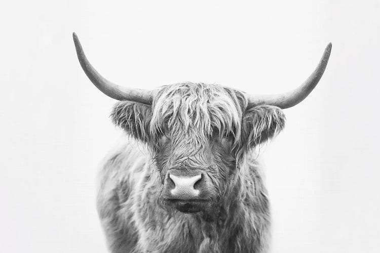 Highland Bull