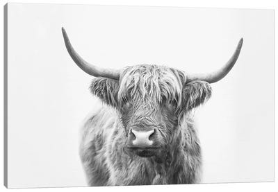 Highland Bull Canvas Art Print - Black & White Animal Art