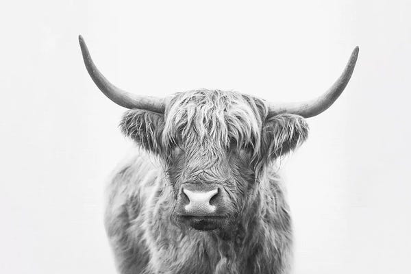 Tween Room: Highland Bull by Sisi & Seb