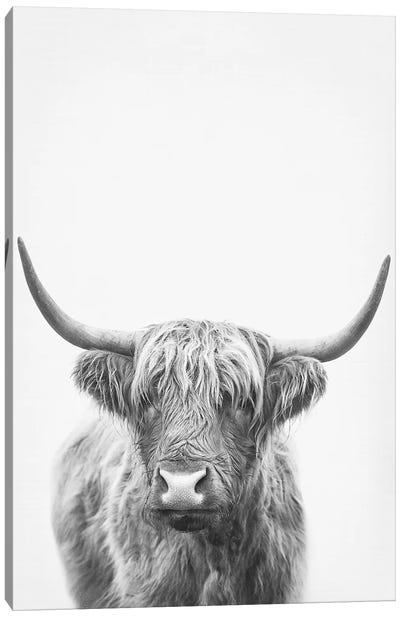Highland Bull II Canvas Art Print - Black & White Animal Art