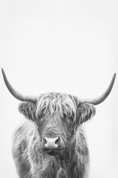 Abstract: Highland Bull II by Sisi & Seb