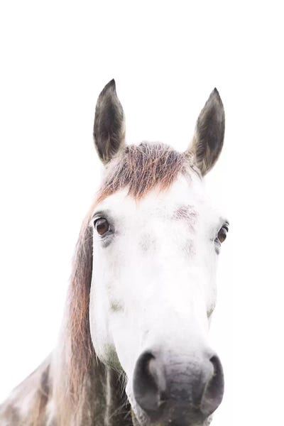 Horse by Sisi & Seb metal wall art