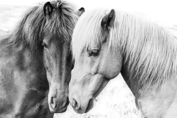Large Photography - Canvas Prints: Horse Love by Sisi & Seb