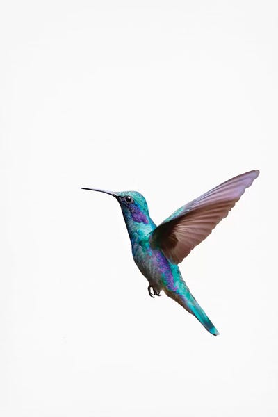 Minimalist Photography: Humming Bird by Sisi & Seb