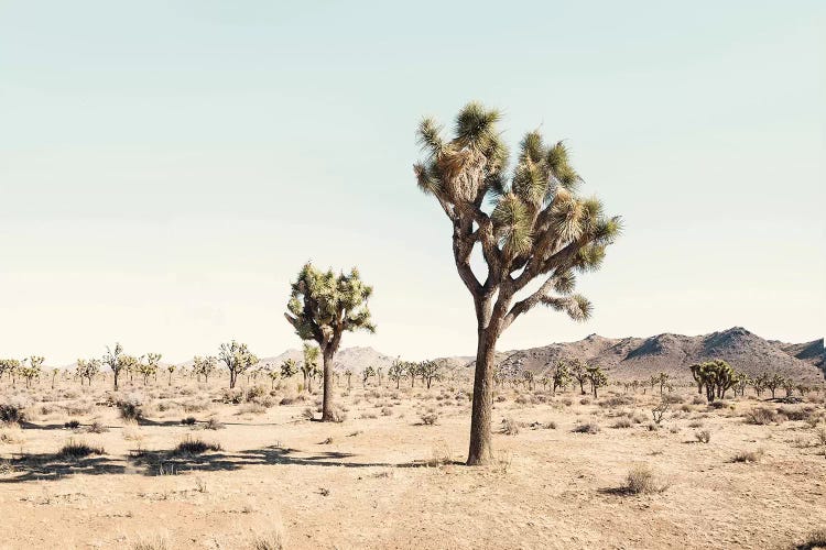 Joshua Tree Desert by Sisi & Seb wall art