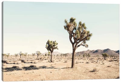 Joshua Tree Desert Canvas Art Print - Desert Landscape Photography