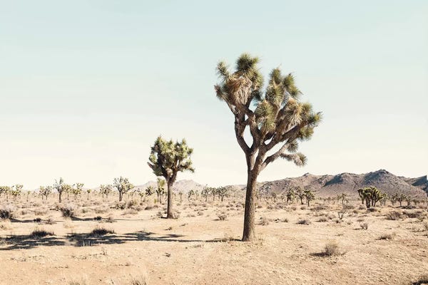 Large Photography - Canvas Prints: Joshua Tree Desert by Sisi & Seb