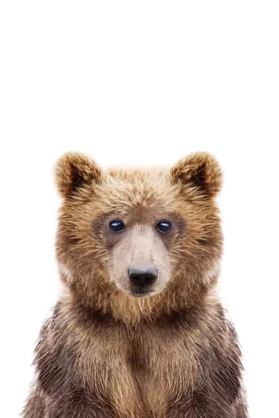 Bears: Baby Bear by Sisi & Seb