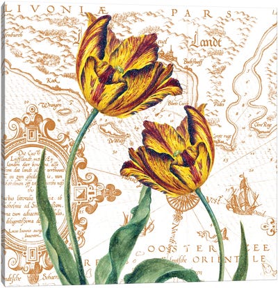 Parrot Tulips Vintage Shabby Chic White Canvas Art Print - Vintage Maps