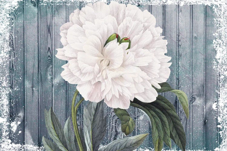 White Peony Vintage Grey Wood Chic