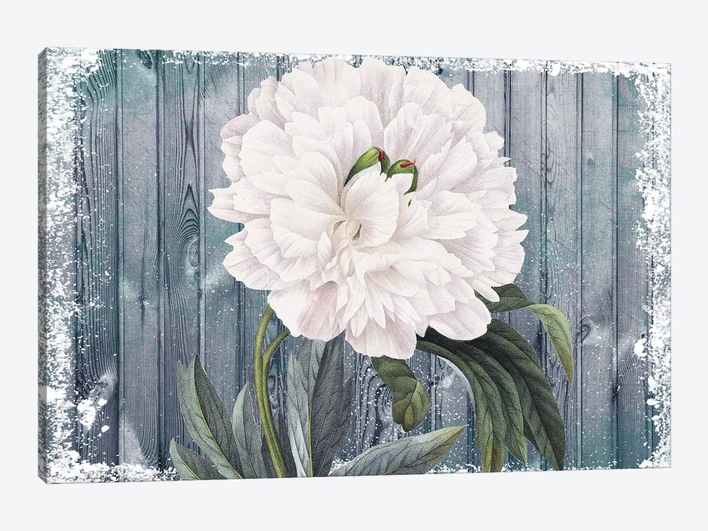 White Peony Vintage Grey Wood Chic by Seven Sirens Studios 1-piece Canvas Print