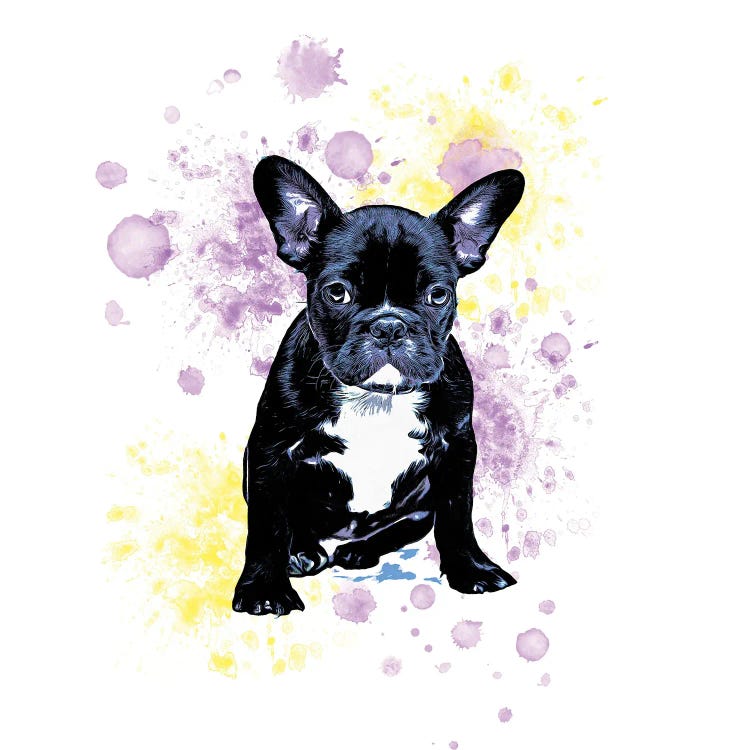 Boston Terrier Purple Yellow Splash