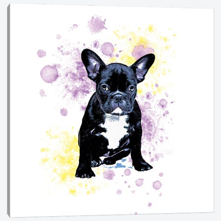 Boston Terrier Purple Yellow Splash Canvas Print #SSI148} by Seven Sirens Studios Art Print