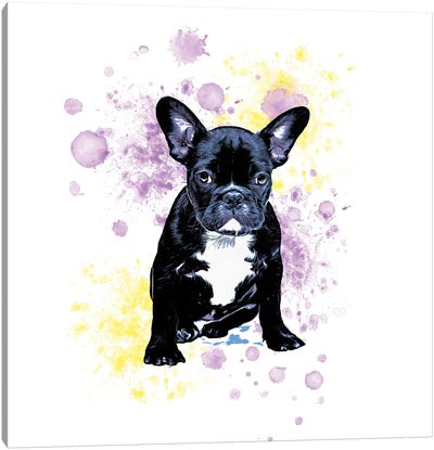 Boston Terrier Purple Yellow Splash Canvas Art Print - Boston Terrier Art