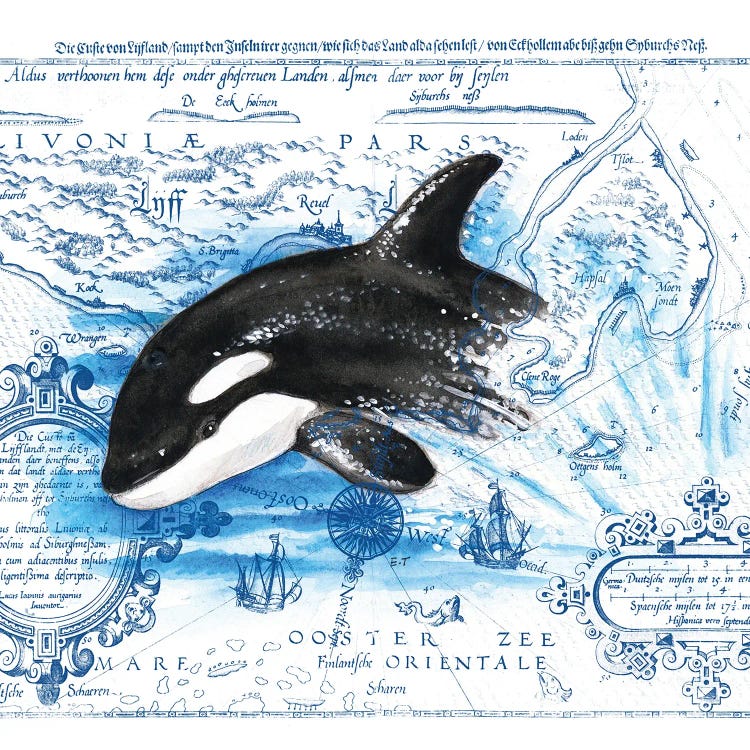 Breaching Baby Orca Vintage Map by Seven Sirens Studios wall art