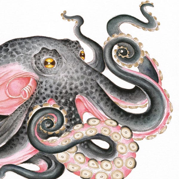Seven Sirens Studios: Grey Salmon Pink Octopus Watercolor by Seven Sirens Studios