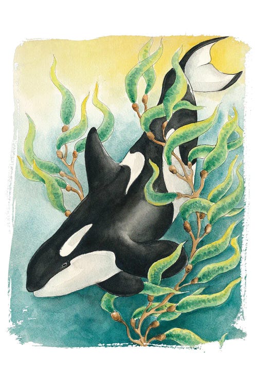 Orca Killer Whale Kelp Teal Watercolor Art