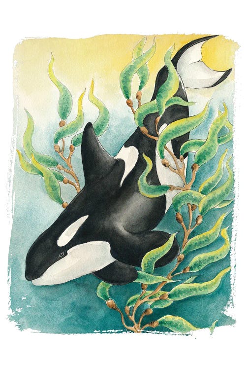 Orca Killer Whale Kelp Teal Watercolor Art by Seven Sirens Studios wall art