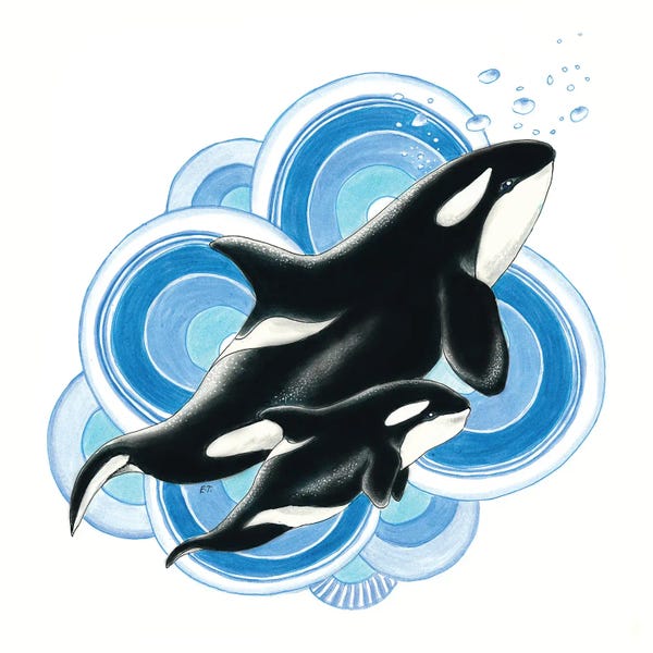 Seven Sirens Studios: Orca Killer Whale Mom And The Calf Blue Bubbles Ink Art by Seven Sirens Studios