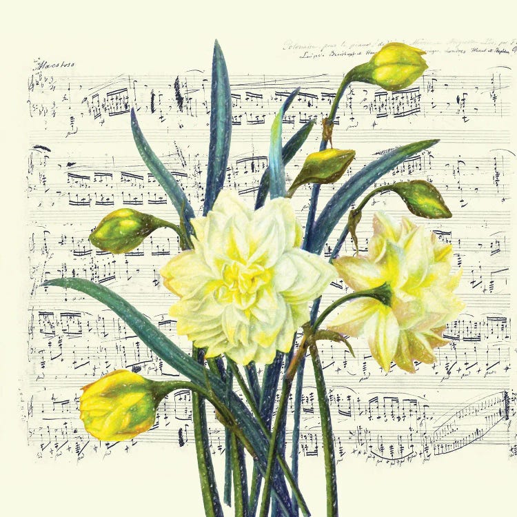 Daffodils Spring Music Shabby Chic