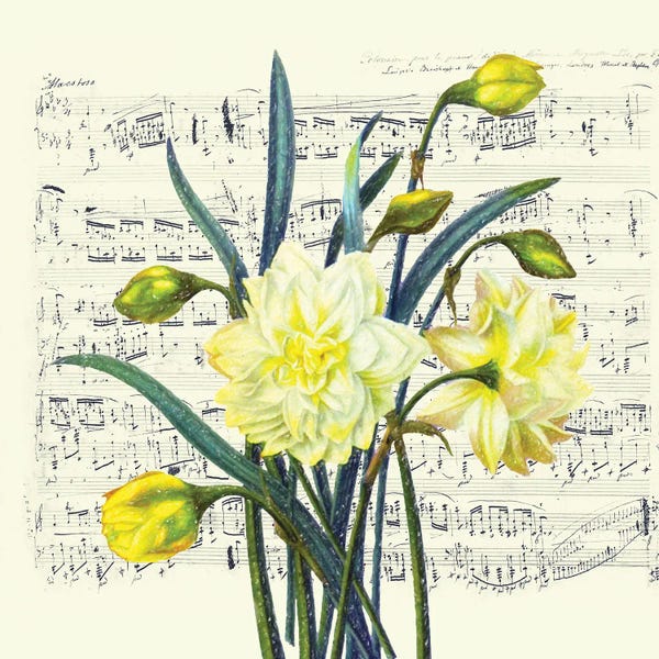 Music Notes: Daffodils Spring Music Shabby Chic by Seven Sirens Studios