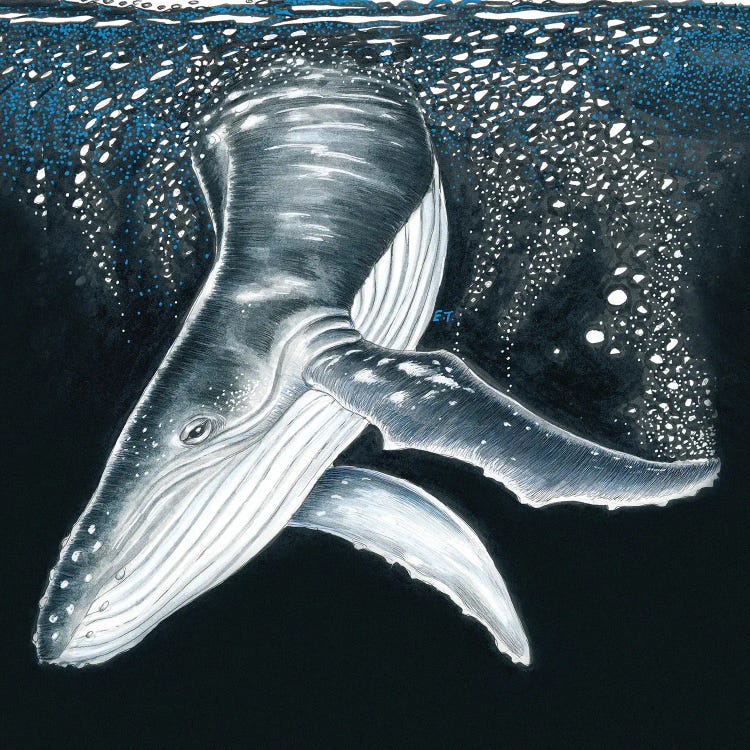 Humpback Whale Diving Ink Art by Seven Sirens Studios wall art