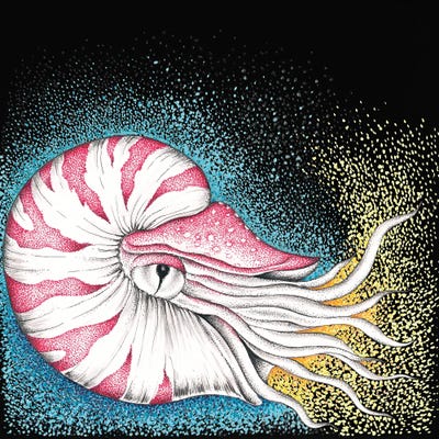 Nautilus On Black Ink by Seven Sirens Studios framed wall art