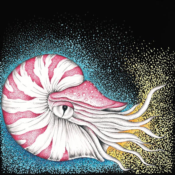 Seven Sirens Studios: Nautilus On Black Ink by Seven Sirens Studios