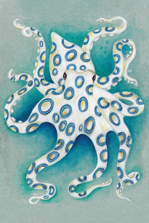 Blue Ring Octopus Teal Grey