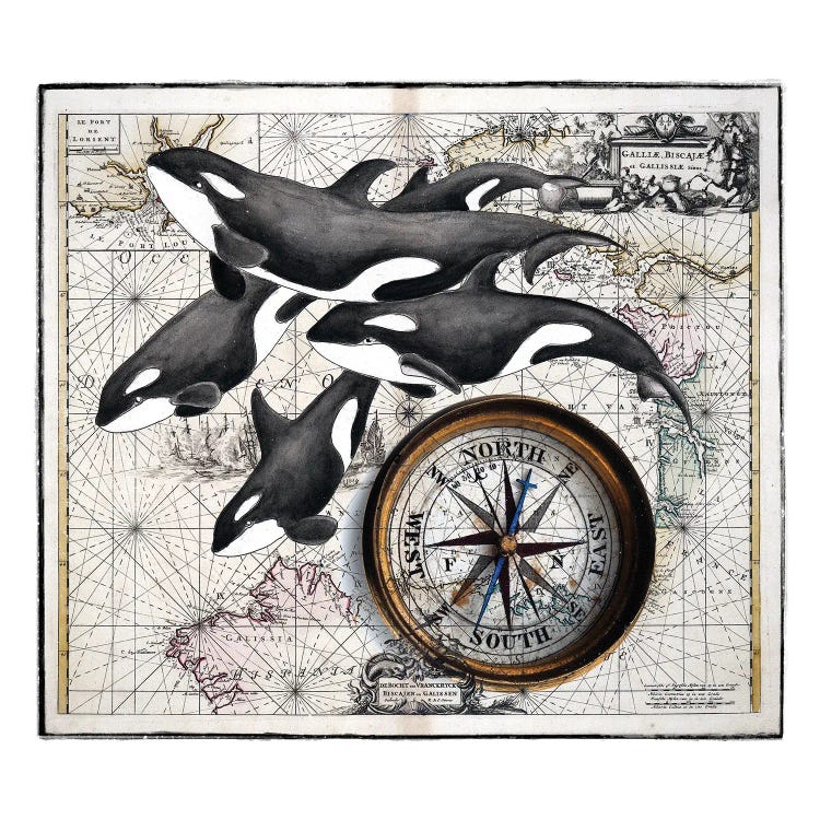 Orca Whale Pod Compass Vintage Map by Seven Sirens Studios wall art