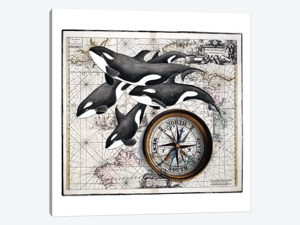 Orca Whale Pod Compass Vintage Map by Seven Sirens Studios 1-piece Canvas Art