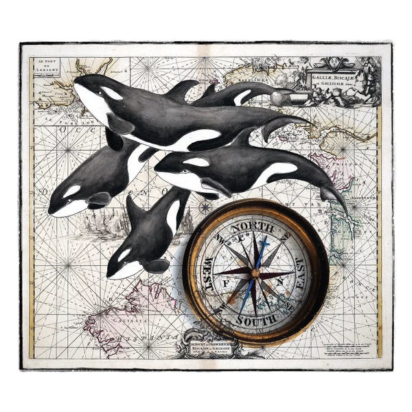 Seven Sirens Studios: Orca Whale Pod Compass Vintage Map by Seven Sirens Studios