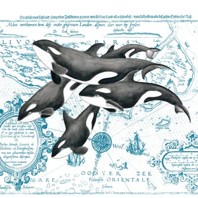 Orca Whale Pod Vintage Map White by Seven Sirens Studios gallery poster