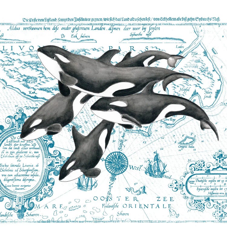 Orca Whale Pod Vintage Map White by Seven Sirens Studios wall art