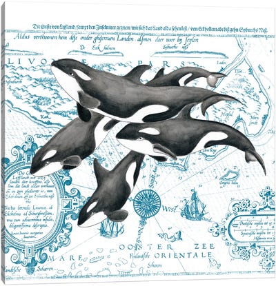 Orca Whale Pod Vintage Map White Canvas Art Print - Orca Whale Art