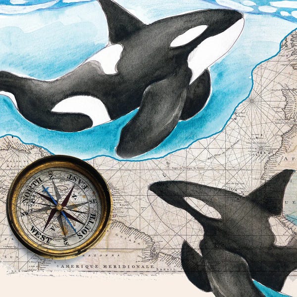 Seven Sirens Studios: Two Orca Whales Compass Map by Seven Sirens Studios