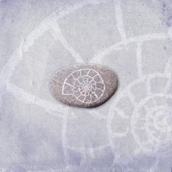 Snails: On The Shore by 5by5collective