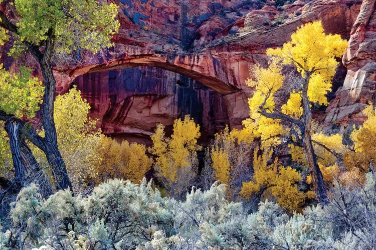 Autumn Foliage Below Escalante Natural Bridge, Grand Staircase-Escalante National Monument, Utah, USA