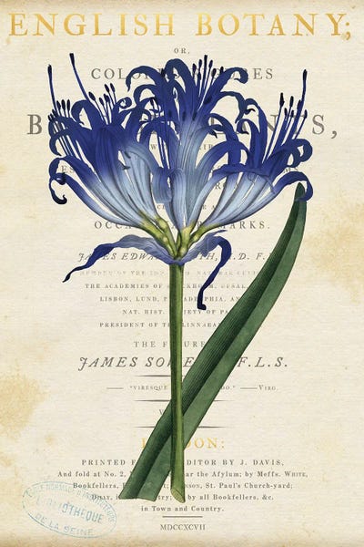 Canvas Print: Blue Amaryllis by Susan Arnot - thumbnail