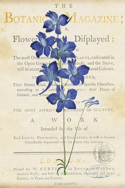 Canvas Print: Blue Delphinium by Susan Arnot - thumbnail