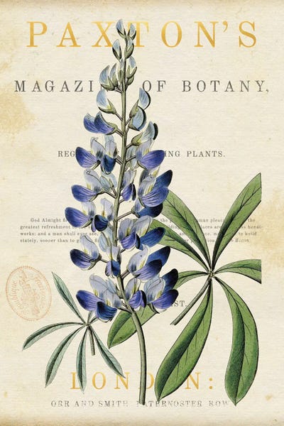 Canvas Print: Blue Lupine by Susan Arnot - thumbnail