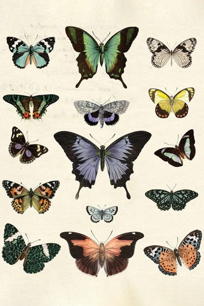 Vintage Animal Illustrations: Flutterbys II by Susan Arnot