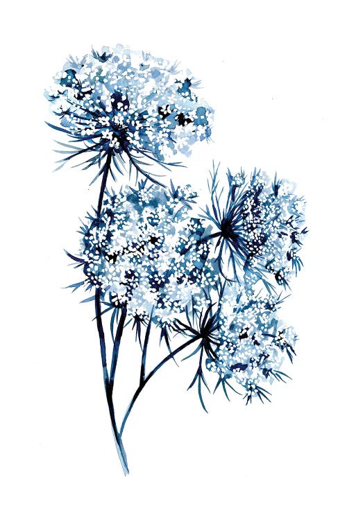 Indigo Queen Anne's Lace by Stephanie Corfee wall art