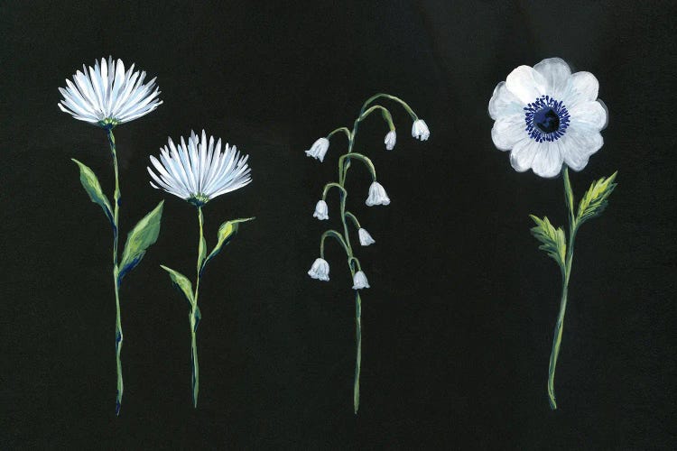 White Blooms On Black by Stephanie Corfee wall art