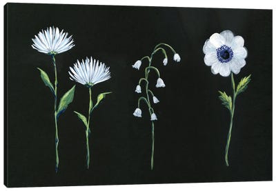 White Blooms On Black Canvas Art Print - Stephanie Corfee