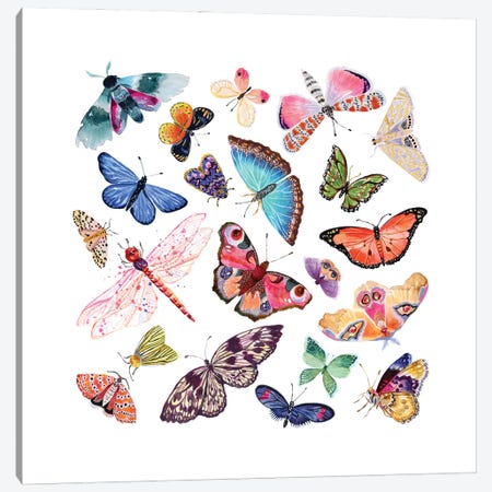 Butterfly Scatter - Complete Canvas Print #STC217} by Stephanie Corfee Canvas Art
