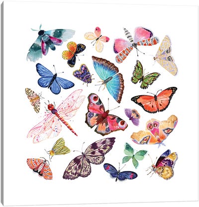 Butterfly Scatter - Complete Canvas Art Print - Stephanie Corfee