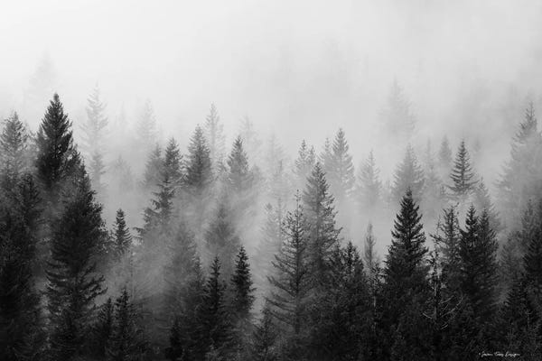 Black & White Florals