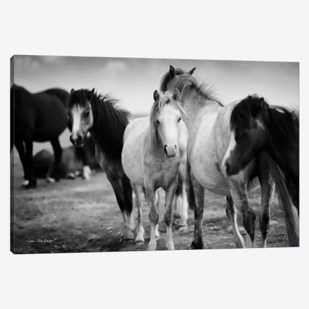 Black & White Horses Canvas Print #STD137} by Seven Trees Design Canvas Wall Art